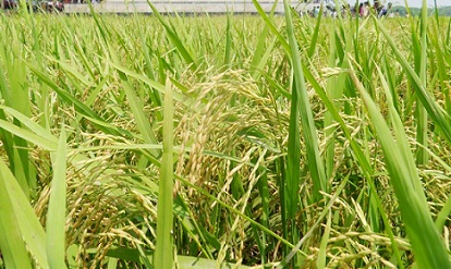 ব্রি ধান৪৯