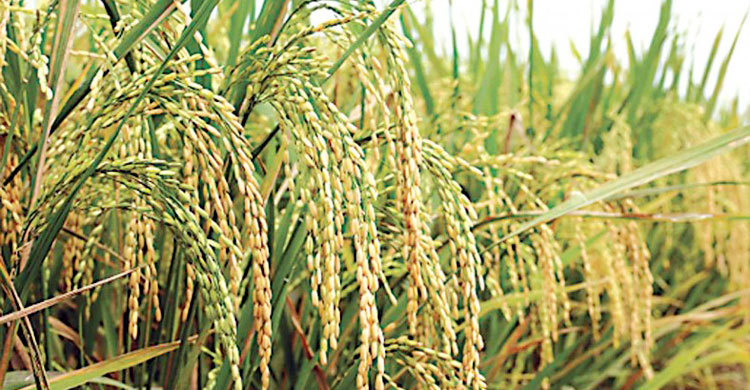 ব্রি ধান৭৭